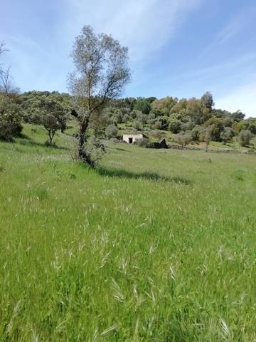 imagen 3 de Venta de estupenda finca en Cumbres Mayores (Huelva)