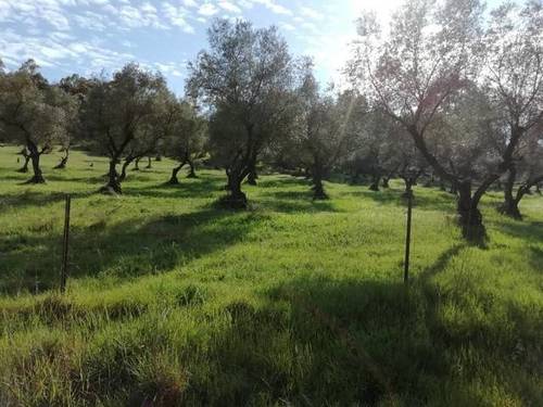 imagen 1 de Venta de finca en Cumbres Mayores (Huelva)