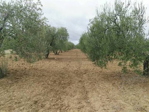 imagen 2 de Venta de olivar en Almonte (Huelva)