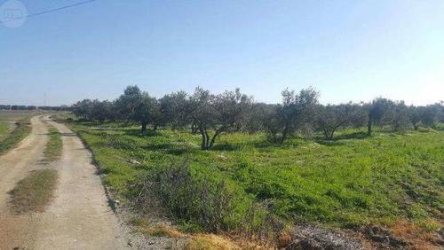 imagen 1 de Venta de finca olivar en La Palma del Condado (Huelva)