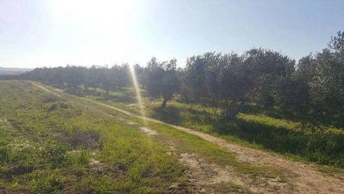 imagen 2 de Venta de finca olivar en La Palma del Condado (Huelva)