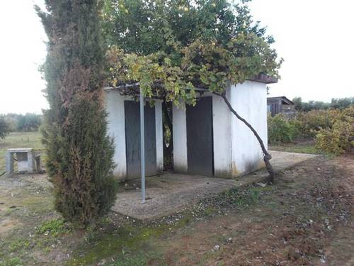 imagen 1 de Venta de finca olivar en Rociana del Condado (Huelva)