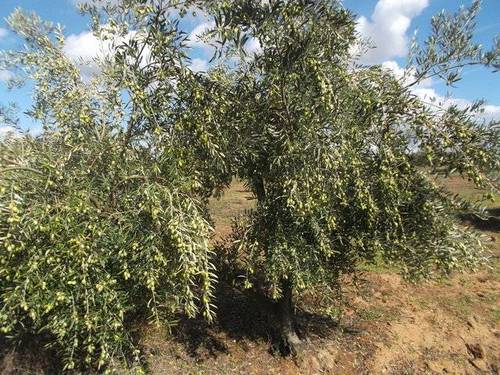 imagen 2 de Venta de finca olivar en Rociana del Condado (Huelva)