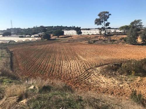 imagen 1 de Venta de campo en Lepe (Huelva)