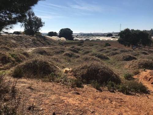imagen 2 de Venta de campo en Lepe (Huelva)