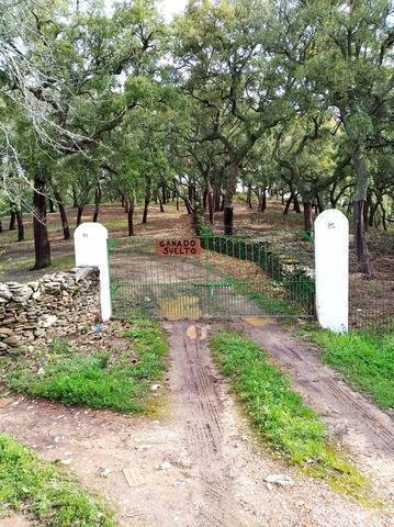 imagen 4 de Venta de estupenda finca en Aracena (Huelva)