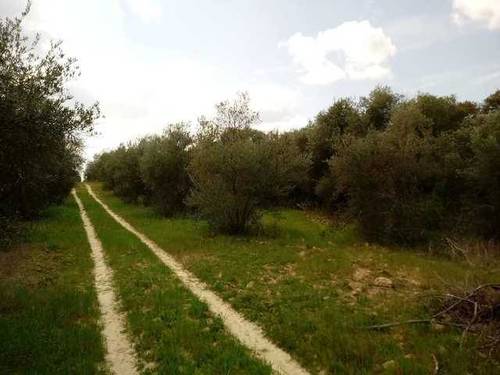 imagen 1 de Venta de finca olivar en Hinojos (Huelva)