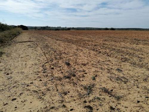 imagen 2 de Venta de campo olivar en Manzanilla (Huelva)