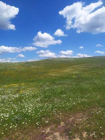 imagen 1 de Venta de gran terreno en Valverde del Camino (Huelva)