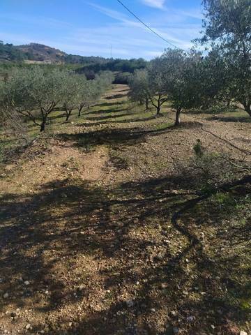 imagen 3 de Venta de gran terreno en Valverde del Camino (Huelva)