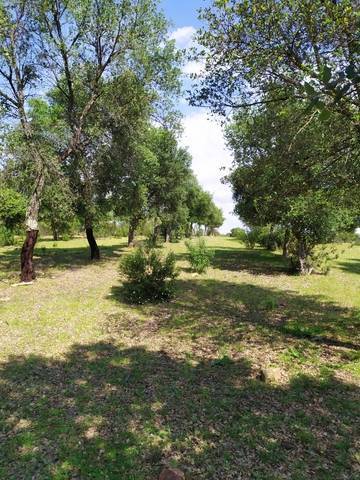 imagen 2 de Venta de gran terreno en Valverde del Camino (Huelva)