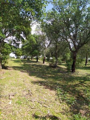 imagen 4 de Venta de gran terreno en Valverde del Camino (Huelva)