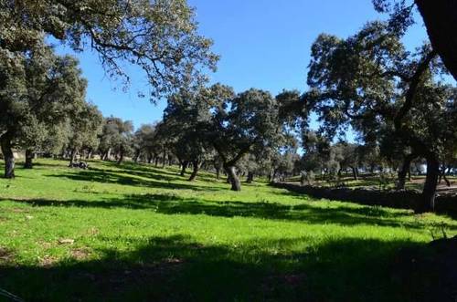 imagen 1 de Venta de preciosa finca en Arroyomolinos de León (Huelva)
