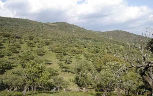 imagen 4 de Venta de preciosa finca en Arroyomolinos de León (Huelva)