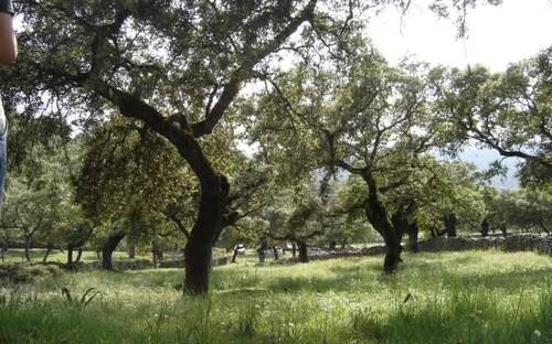 imagen 2 de Venta de preciosa finca en Arroyomolinos de León (Huelva)