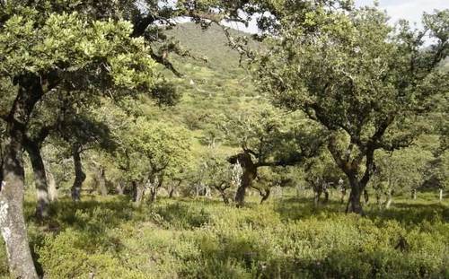 imagen 3 de Venta de preciosa finca en Arroyomolinos de León (Huelva)