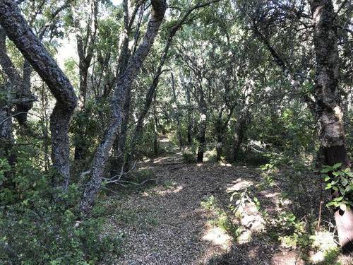 imagen 4 de Venta de preciosa finca en Aracena (Huelva)