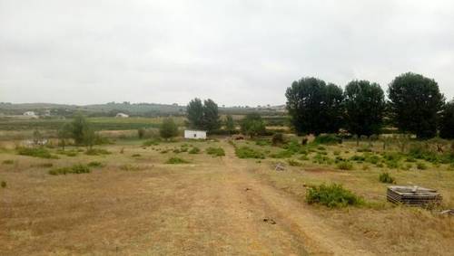 imagen 2 de Venta de finca en Bollullos Par del Condado (Huelva)