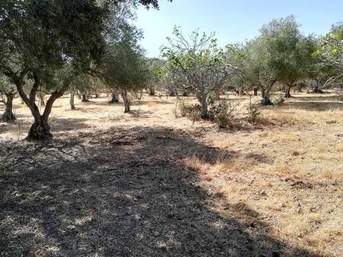 imagen 1 de Venta de finca olivar Cumbres de San Bartolomé (Huelva)