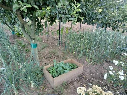 imagen 1 de Venta de Huerto en Arén (Huesca)