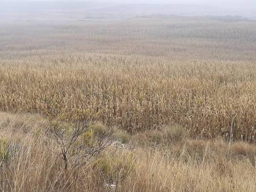 imagen 2 de Venta de finca de regadío en Ontiñena (Huesca)