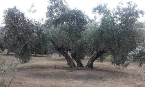 imagen 1 de Venta de finca en Linares (Jaén)