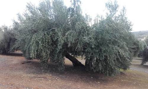 imagen 1 de Venta de finca en Linares (Jaén)