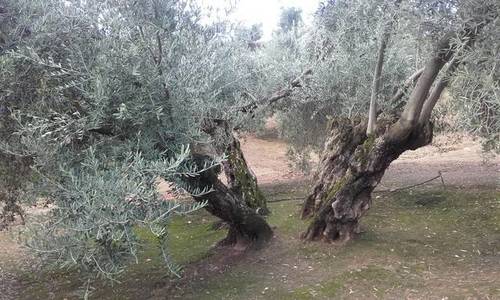 imagen 2 de Venta de finca en Linares (Jaén)