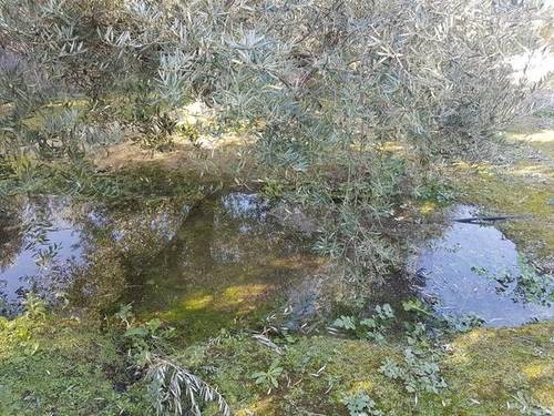 imagen 1 de Venta de finca olivar de regadío en Puerto Alto (Jaén)