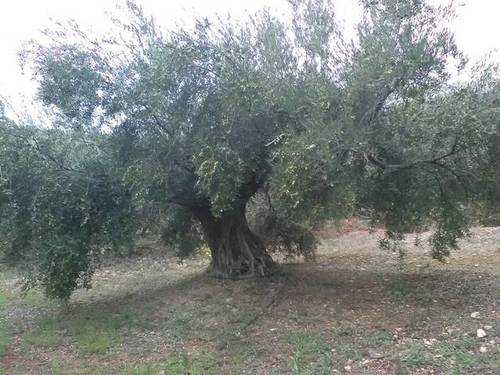 imagen 1 de Venta de finca olivar en Valdepeñas de Jaén (Jaén)