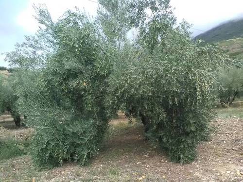 imagen 2 de Venta de finca olivar en Valdepeñas de Jaén (Jaén)