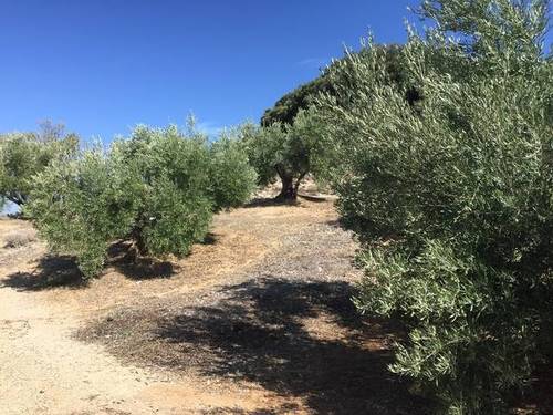imagen 2 de Venta de finca olivar y cortijo en Jamilena (Jaén)