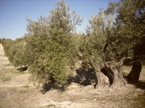 imagen 2 de Venta de olivar en Arjona (Jaén)