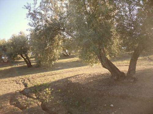 imagen 3 de Venta de campo olivar en Arjona (Jaén)