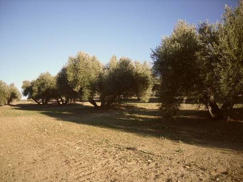 imagen 2 de Venta de campo olivar en Arjona (Jaén)
