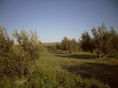 imagen 1 de Venta de finca en Higuera de Arjona (Jaén)