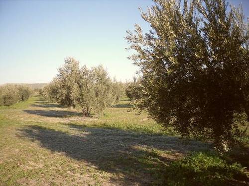 imagen 2 de Venta de finca en Higuera de Arjona (Jaén)
