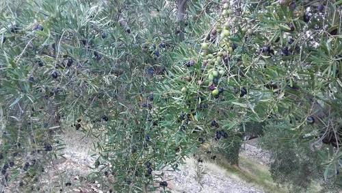 imagen 1 de Venta de campo en olivar en Pegalajar (Jaén)