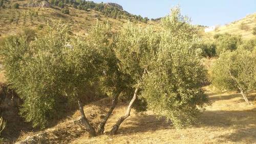 imagen 1 de Venta de finca olivar con nacimiento en Larva (Jaén)