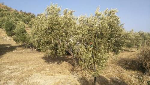imagen 1 de Venta de finca olivar con nacimiento en Larva (Jaén)