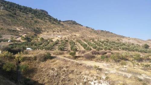 imagen 2 de Venta de finca olivar con nacimiento en Larva (Jaén)