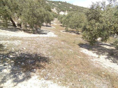 imagen 1 de Venta de finca en Alcalá la Real (Jaén)