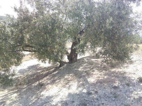 imagen 2 de Venta de finca en Alcalá la Real (Jaén)