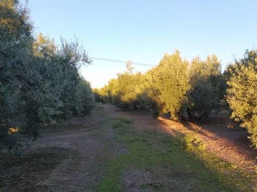 imagen 1 de Venta de finca olivar con cortijo en Rus (Jaén)