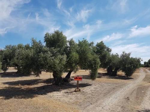 imagen 1 de Venta de olivar en Portachuelo, Úbeda (Jaén)