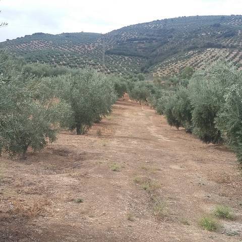 imagen 2 de Venta de finca en Castillo de Locubín (Jaén)