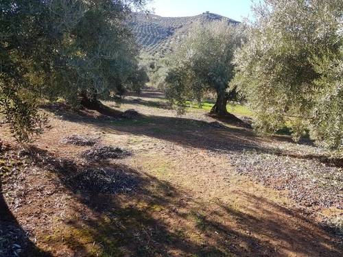 imagen 1 de Venta de finca en Castillo de Locubín (Jaén)