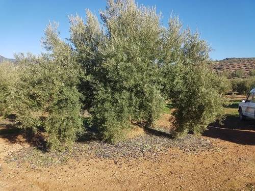 imagen 1 de Venta de finca en Castillo de Locubín (Jaén)