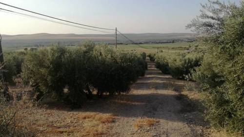 imagen 1 de Venta de campo de olivos en Torreblascopedro (Jaén)
