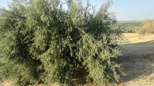 imagen 1 de Venta de campo de olivos en Torreblascopedro (Jaén)